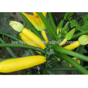 SQ14 Huangse ранне-средний срок погашения гибрид F1 желтый сквош семена
